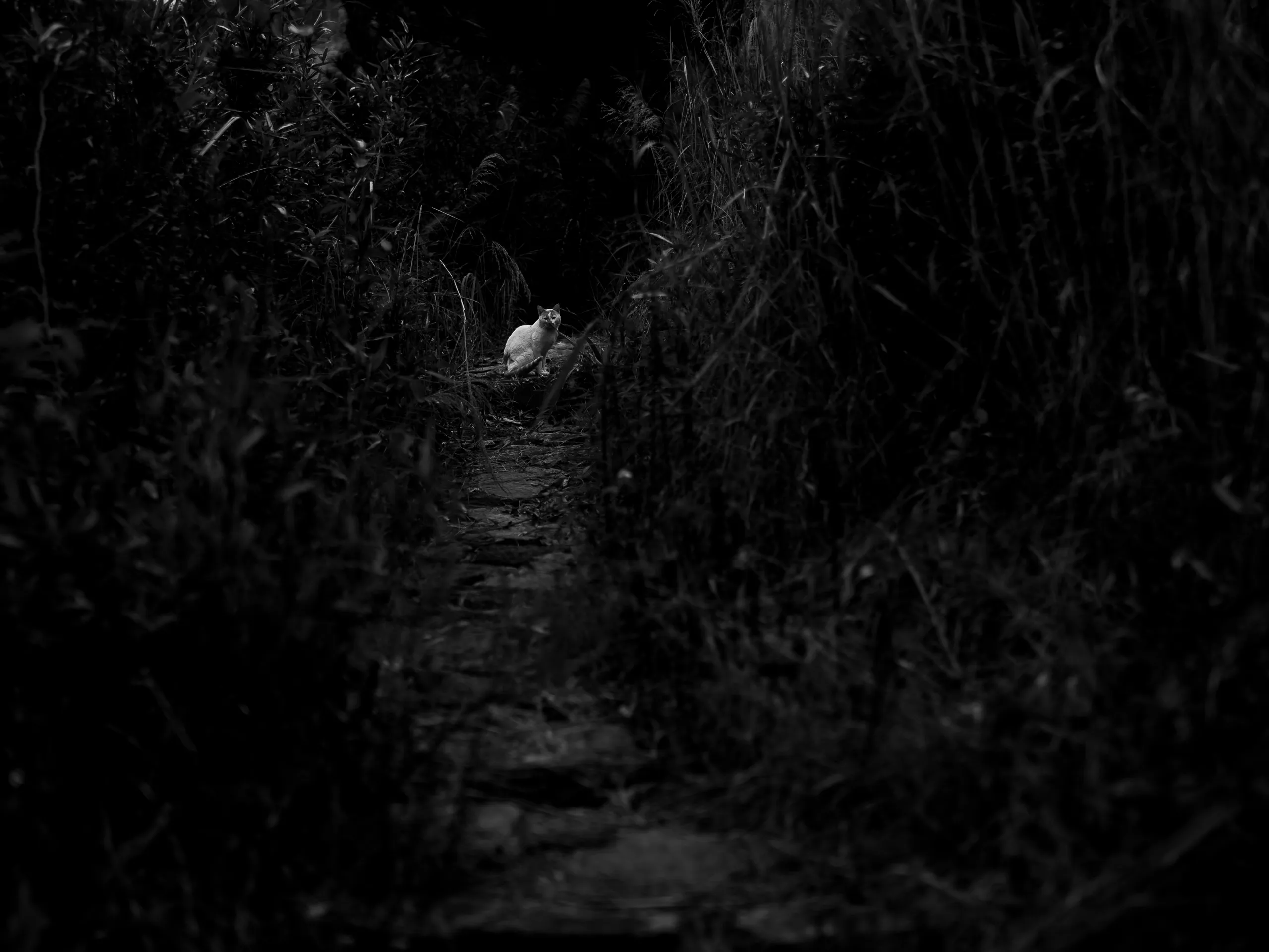 7.83Hz — photograph by Andras Ikladi, 2025