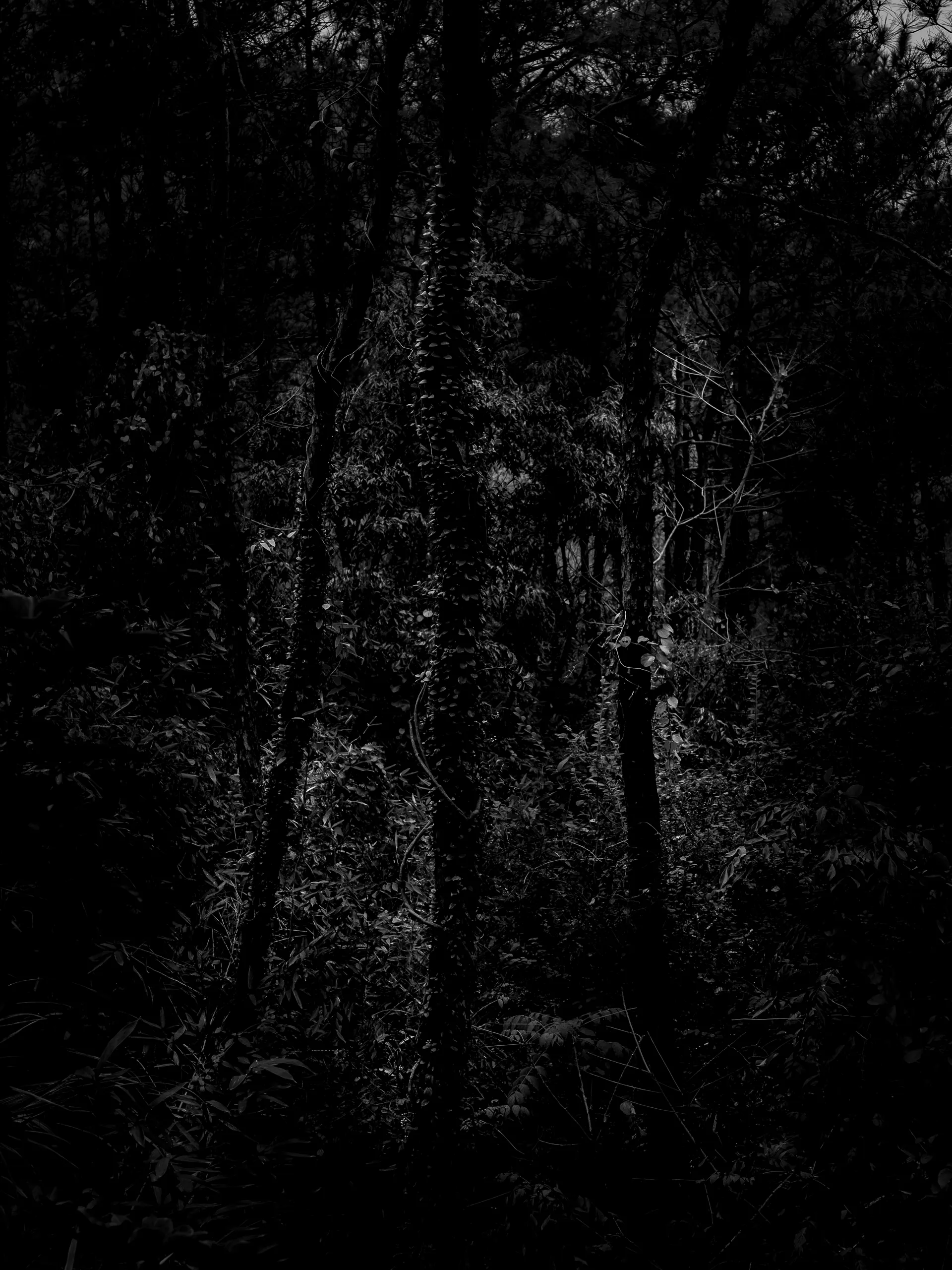 7.83Hz — photograph by Andras Ikladi, 2025