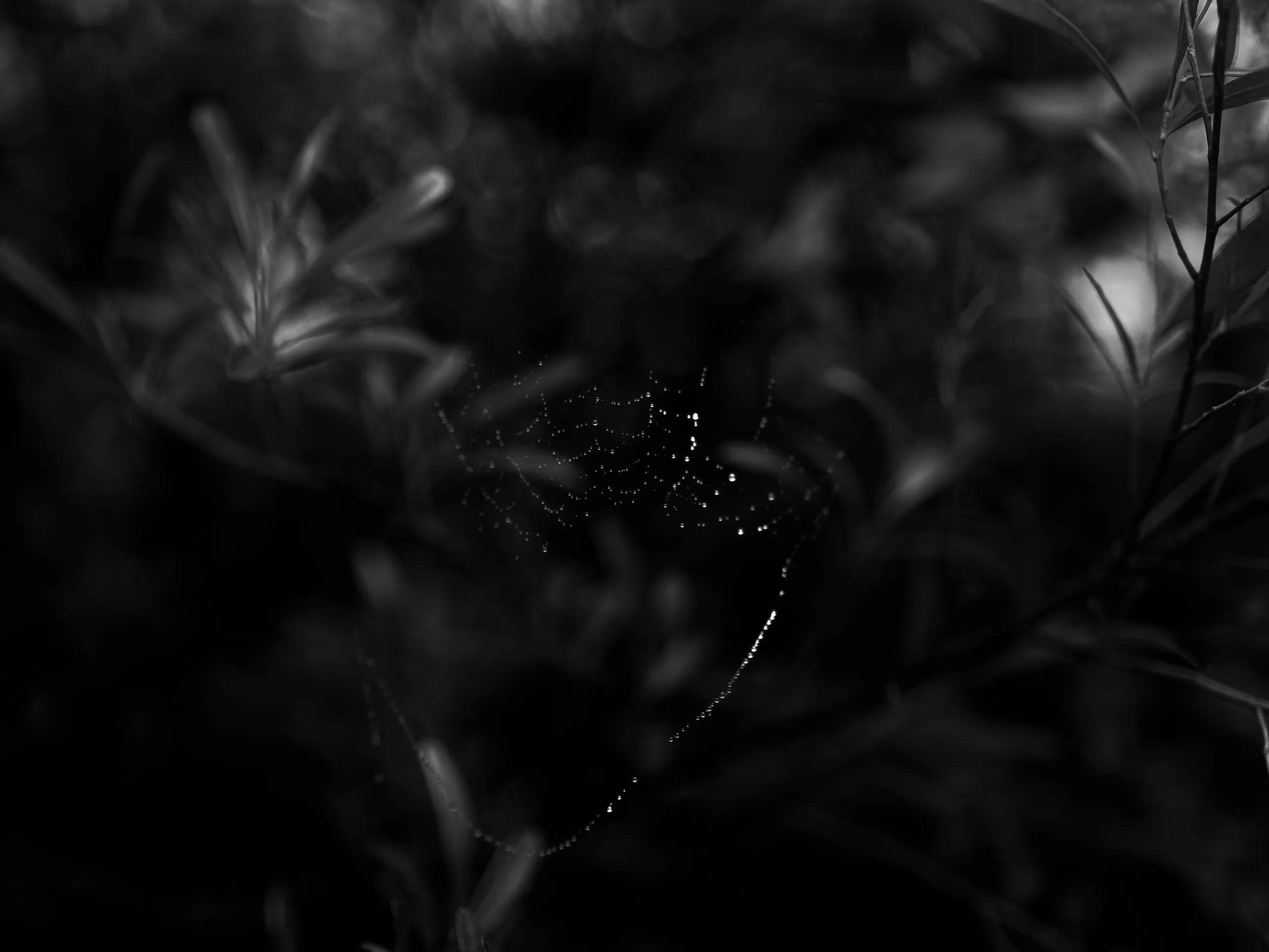 7.83Hz — photograph by Andras Ikladi, 2025