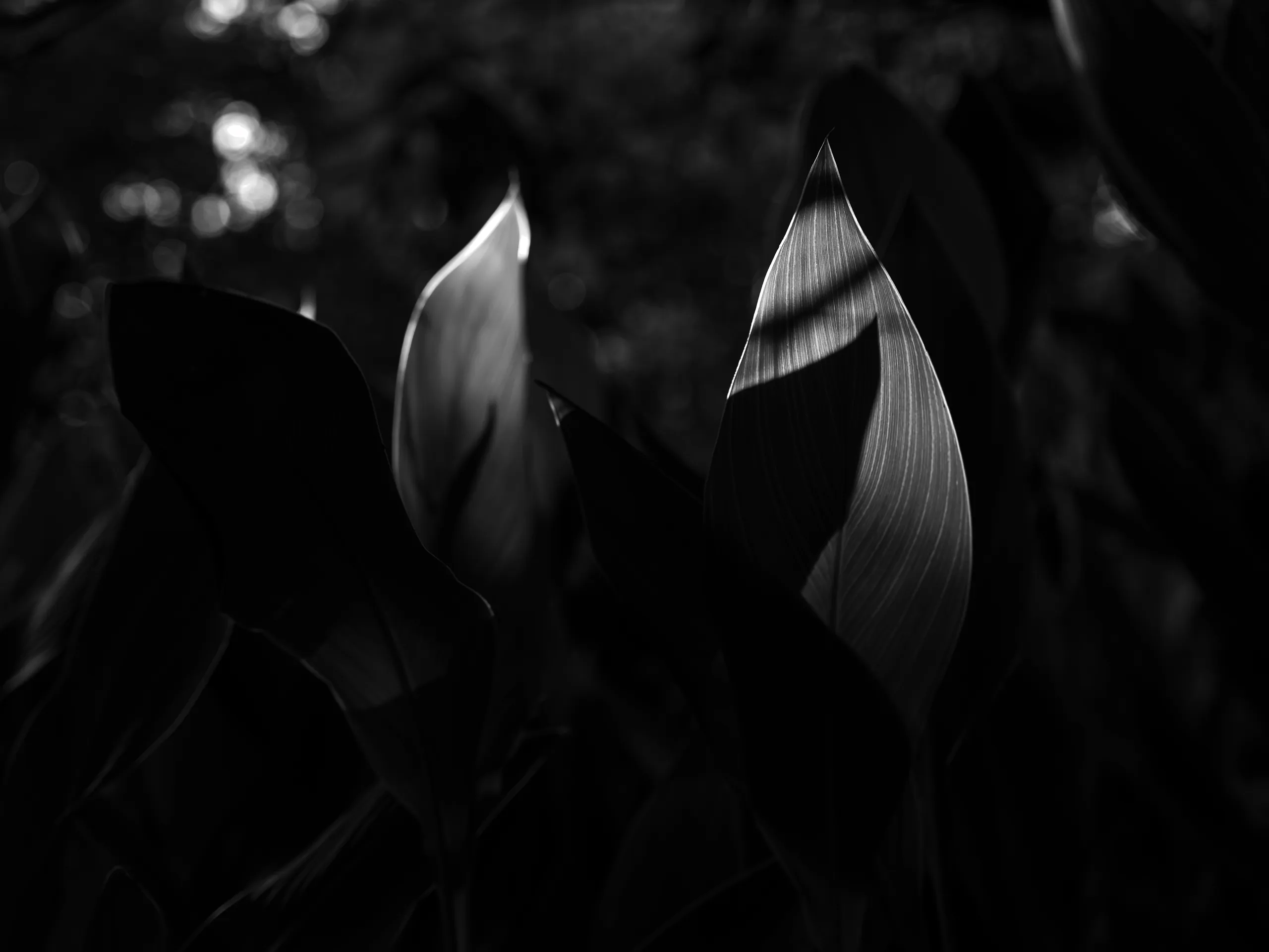 7.83Hz — photograph by Andras Ikladi, 2025