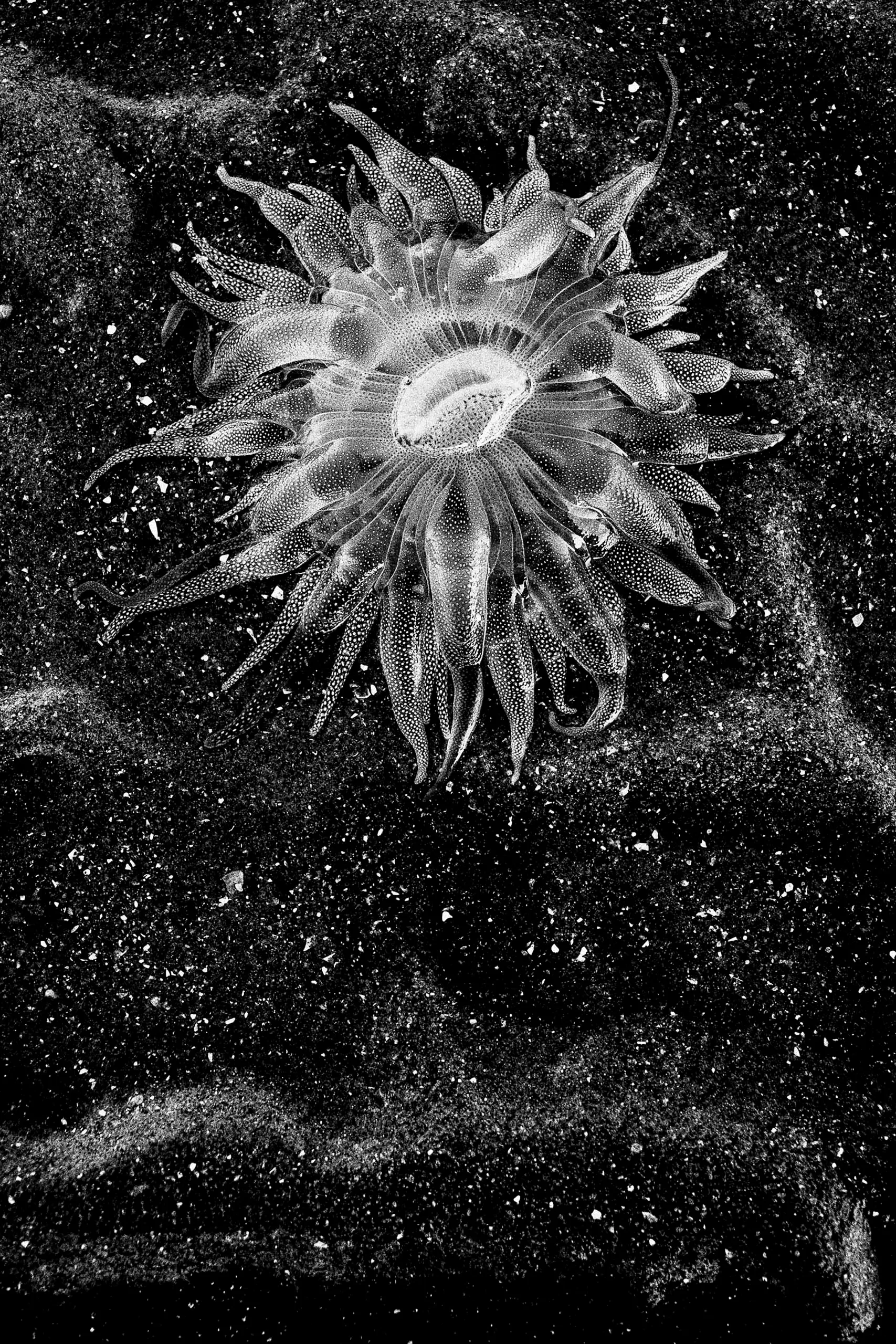 Midnight Eclipse — photograph by Andras Ikladi, 2021