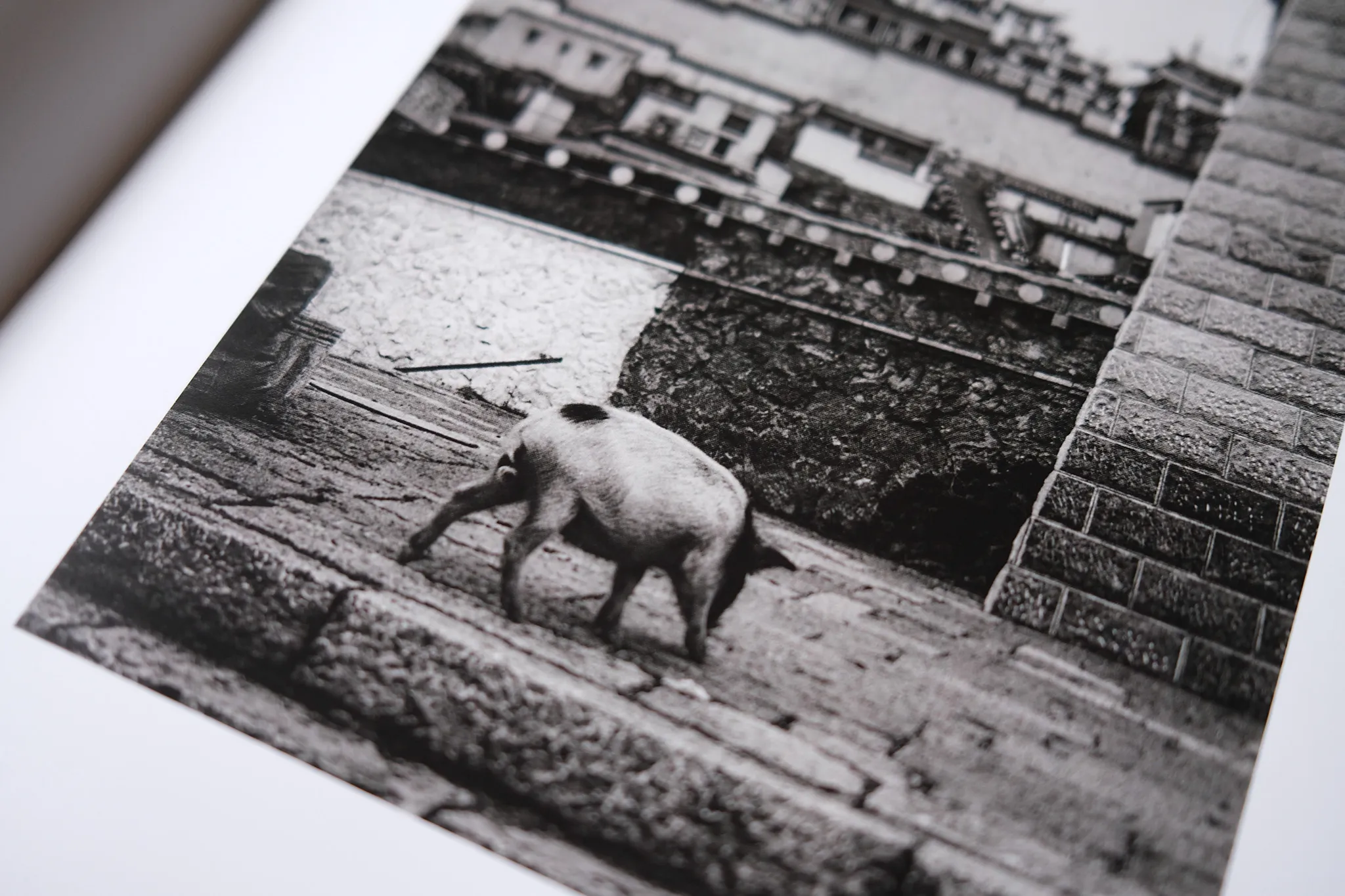 Field Guide example — A White Sail Gleams