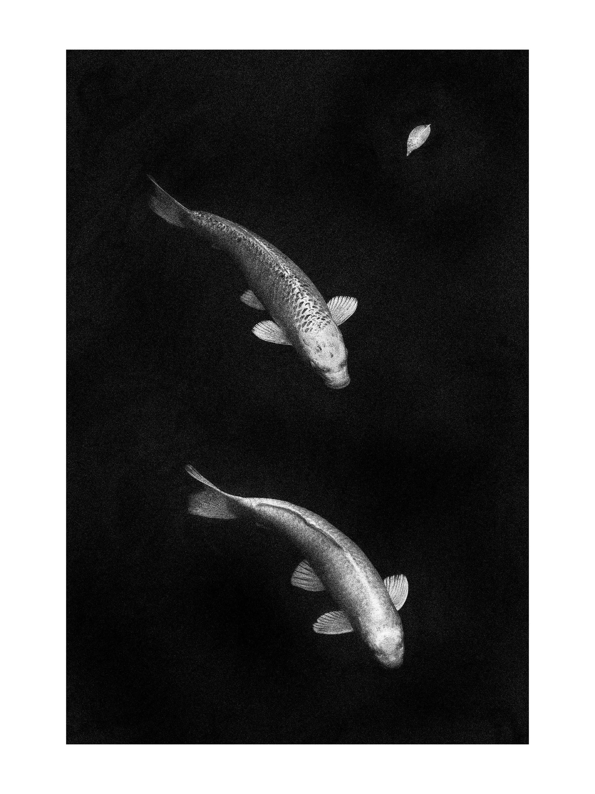 The Floating World — photograph by Andras Ikladi, 2015