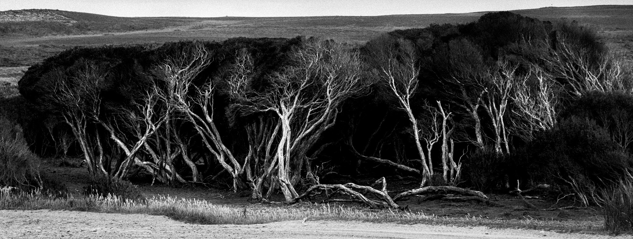 Widow trees, Tasmania - Andras Ikladi
